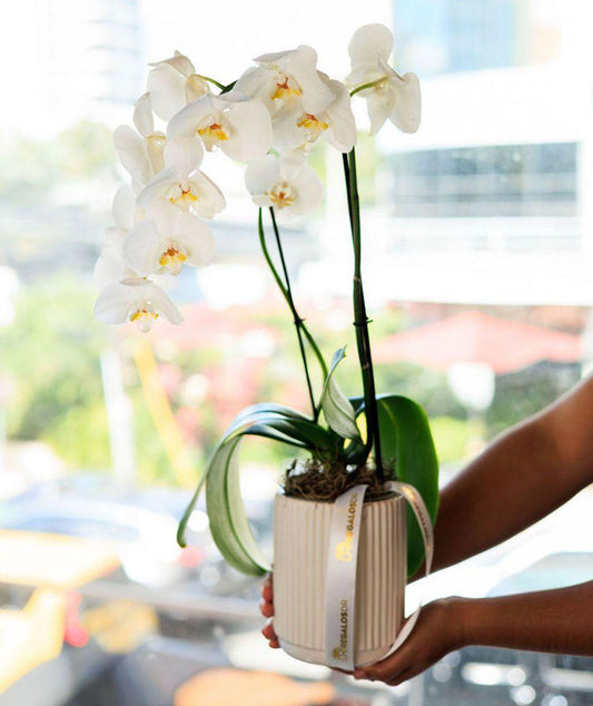 Orquídeas